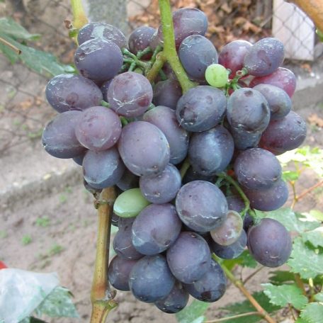 Ruby-King Seedless csemegeszőlő